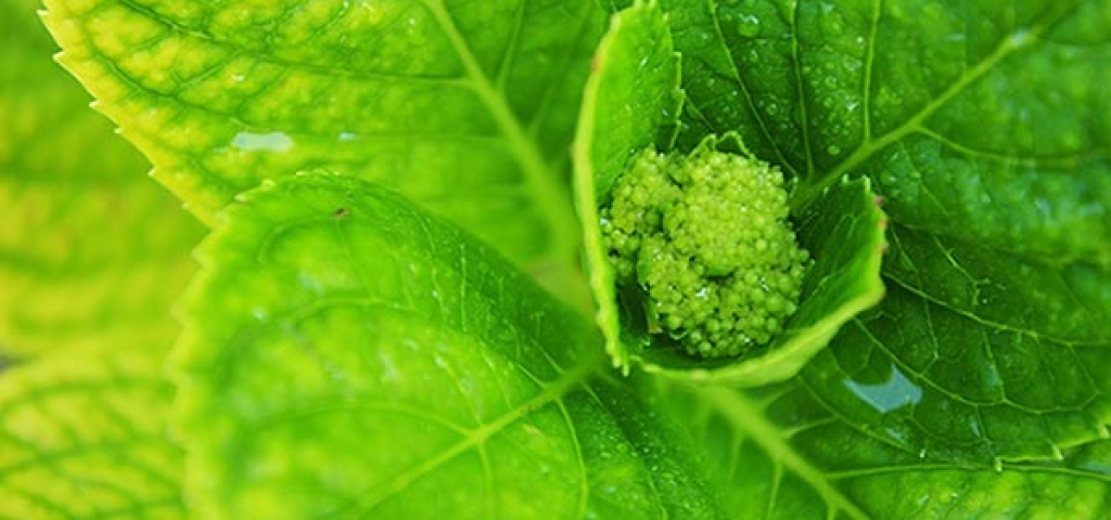 hydrangeaLeaf